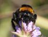 Bombus sp.